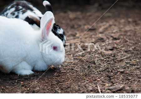 White Rabbit on the straw 18535077
