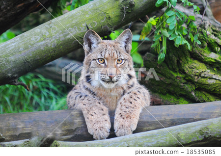 Eurasian lynx 18535085