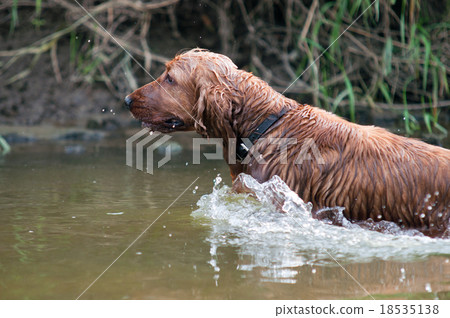 Training a hunting dog on the water, Spaniel Training a hunting dog on the water, Spaniel 18535138