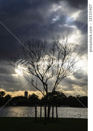 Tree at sunset 18535407