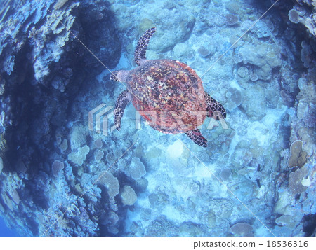 I encountered a sea turtle at the sea in Palau! I encountered a sea turtle at the sea in Palau! 18536316