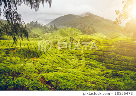 Tea plantation in Malaysia Tea plantation in Malaysia 18536478