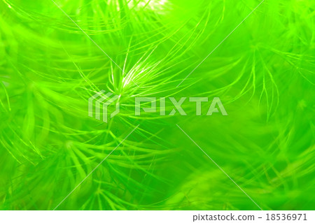 Matsumo Matsumo 18536971