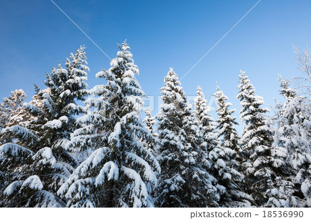 Winter forest spruce tree tops in finland at dusk Winter forest spruce tree tops in finland at dusk 18536990