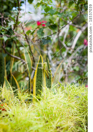 Grasshopper on a leaf 18537039