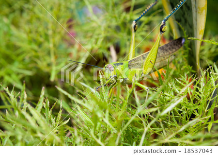 Grasshopper in a bush 18537043