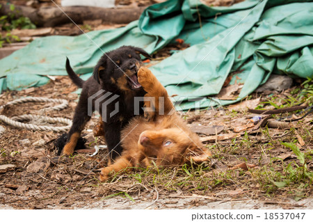 Cute stray puppies playing Cute stray puppies playing 18537047