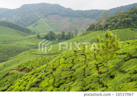 Tea plantations munnar india 18537067