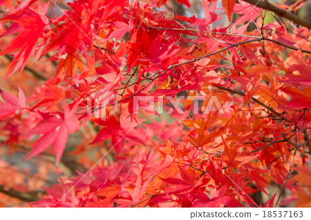 Autumn leaves fall image Autumn leaves fall image 18537163