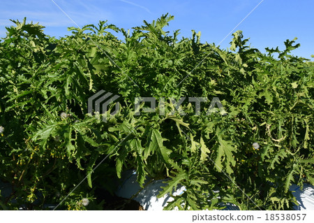 傳統蔬菜切碎的葉子鬆本地區Daikon領域 18538057