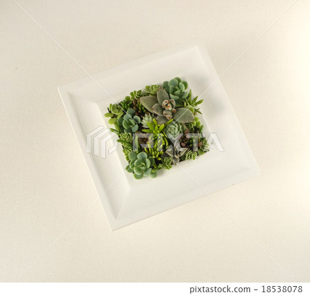 Succulent plants 18538078