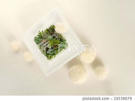 Succulent plants 18538079