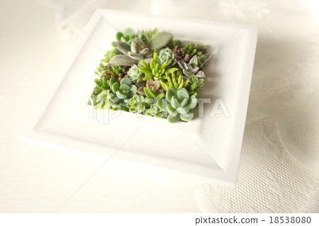 Succulent plants 18538080
