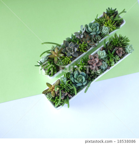Succulent plants 18538086
