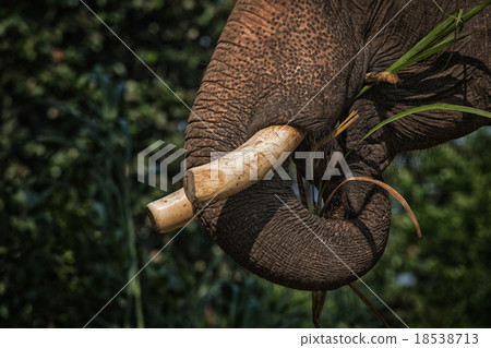 Elephant Close up 18538713