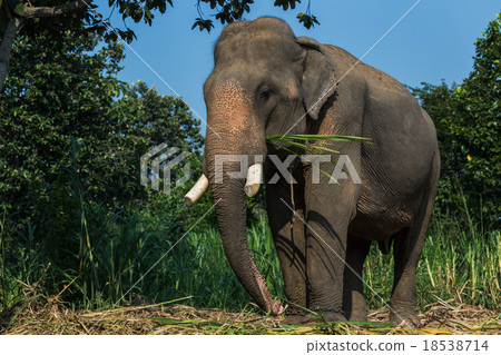 Elephant in wild 18538714