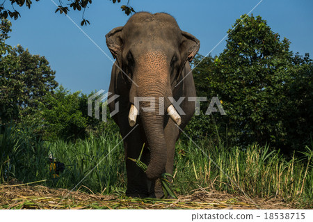Elephant big 18538715