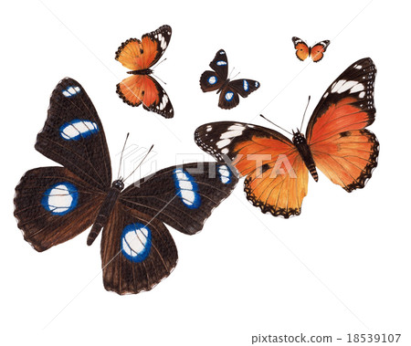 butterfly watercolor painting 18539107