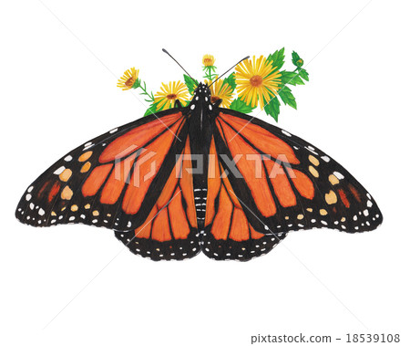 monarch butterfly 18539108