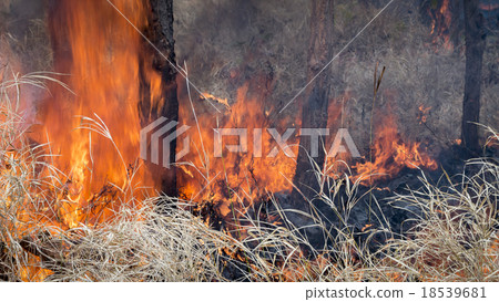 Start of forest fires. Start of forest fires. 18539681