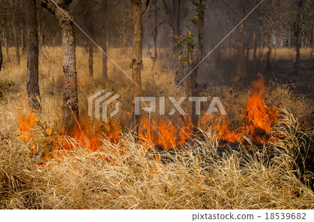 Forest fires Forest fires 18539682