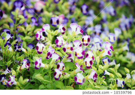 wishbone flower 18539796