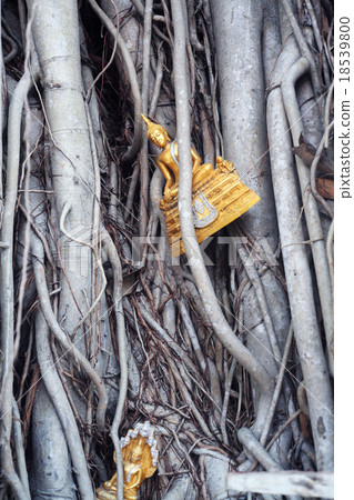 buddha image in the tree as background. buddha image in the tree as background. 18539800