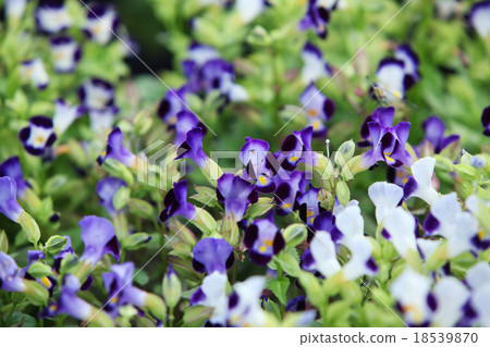 colorful wishbone flower 18539870