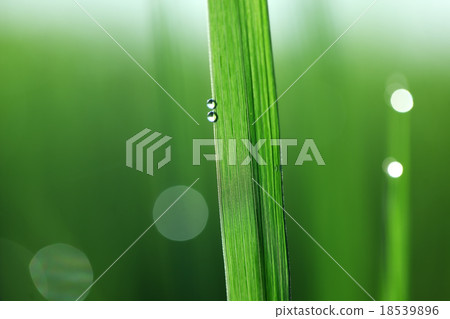 abstract of fresh leaf 18539896