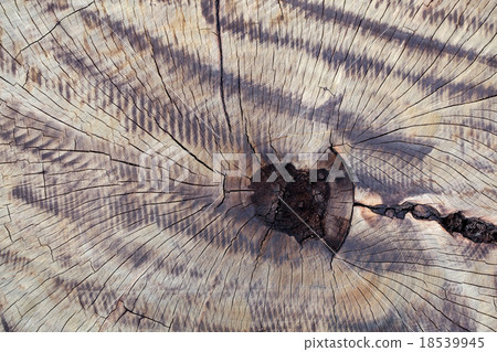 cross section of tree 18539945