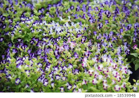 wishbone flower 18539946