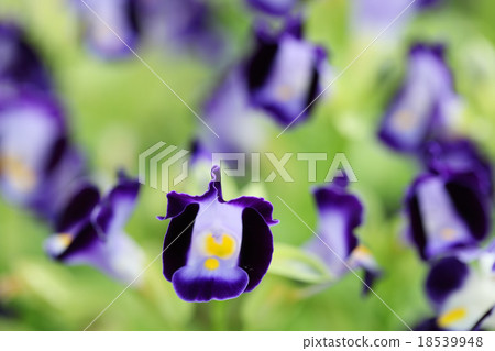 wishbone flower 18539948