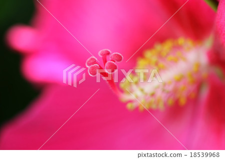close up of cotton rose flower close up of cotton rose flower 18539968