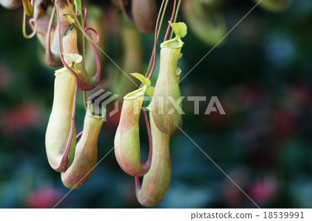 tropical pitcher plant. tropical pitcher plant. 18539991