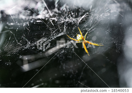 colorful spider on web 18540053