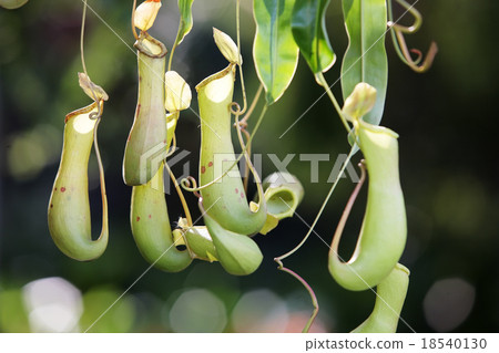 tropical pitcher plant. 18540130