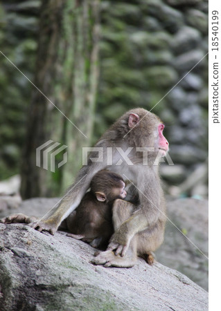 Look back _ Japanese monkey ‗ Takasakiyama 18540199