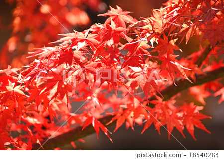 楓葉變紅 18540283