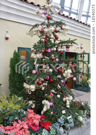 Christmas tree  18540373