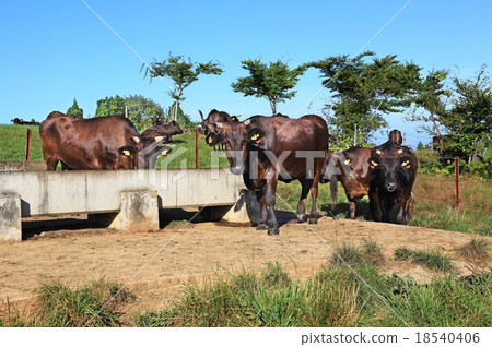 Grazing cattle 18540406