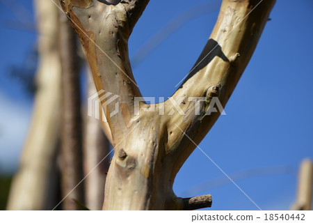 Trunk of crape myrtle Trunk of crape myrtle 18540442