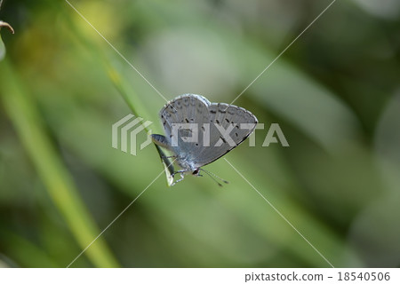 Rurishidimi和油菜花 Rurishidimi和油菜花 18540506
