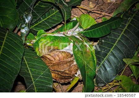 Ants' nest made by joining together green leaves Ants' nest made by joining together green leaves 18540507