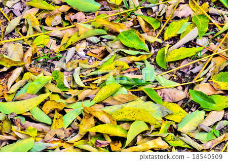 Autumn leaves in the park Autumn leaves in the park 18540509