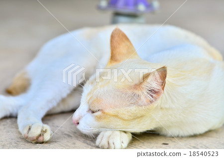 cat lays cat lays 18540523