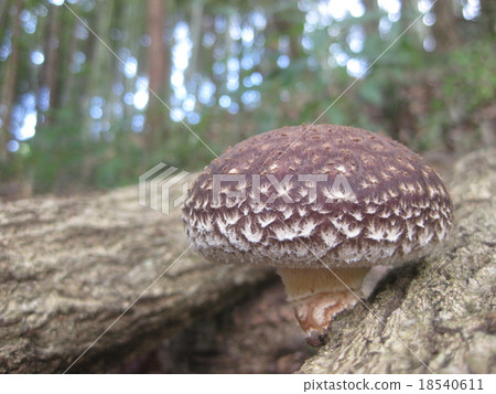 Wood shiitake mushroom 18540611