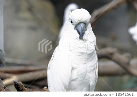 Portrait of Triton cockatoo Portrait of Triton cockatoo 18541561