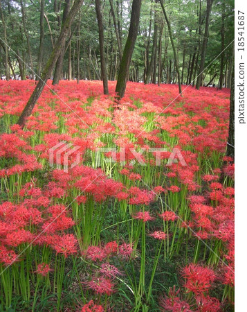 Pandora在錢包領域1 18541687