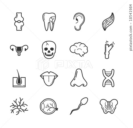 Set of internal organs icons Set of internal organs icons 18541984
