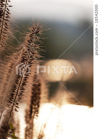 Tikarashiba 18542000